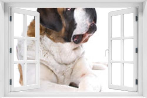 Fototapeta Naklejka Na Ścianę Okno 3D - Dog  Saint Bernard isolated on a white background