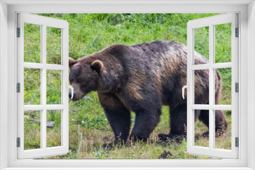 Fototapeta Naklejka Na Ścianę Okno 3D - Alaskan Brown Bear taking a Stroll through a Pasture