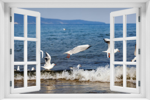Fototapeta Naklejka Na Ścianę Okno 3D - Seagulls over the sea waves. Gulls on the beach on the Black Sea coast. Selective focus.
