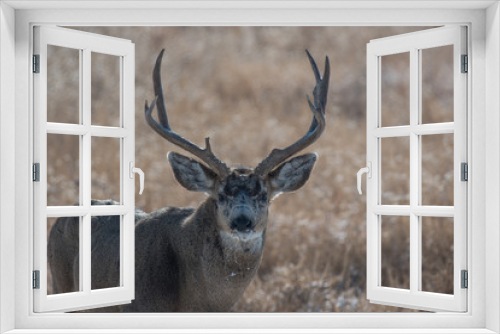 Fototapeta Naklejka Na Ścianę Okno 3D - Mule Deer Buck in Fall, Colorado