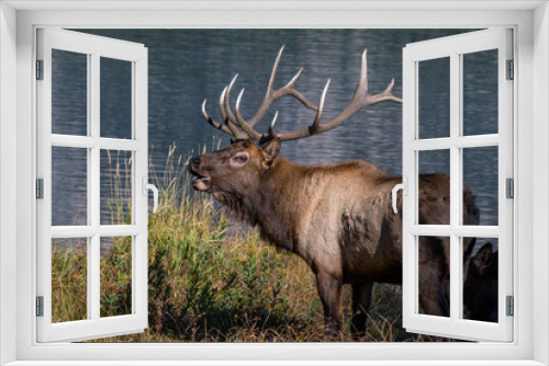 Fototapeta Naklejka Na Ścianę Okno 3D - Bull Elk by Lake During Rut