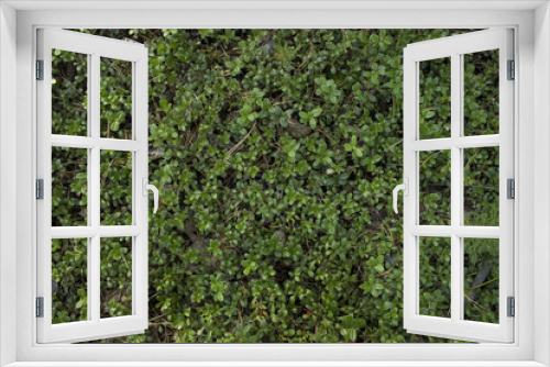 Fototapeta Naklejka Na Ścianę Okno 3D - Green background. Grass