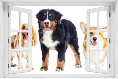 Fototapeta Naklejka Na Ścianę Okno 3D - dogs set on a white background