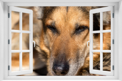 Fototapeta Naklejka Na Ścianę Okno 3D - German Shepherd dog closeup