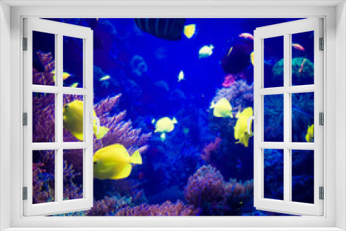 Fototapeta Naklejka Na Ścianę Okno 3D - beautiful underwater world. underwater world
