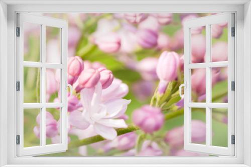 Fototapeta Naklejka Na Ścianę Okno 3D - branch of lilac close-up in nature