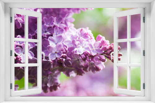 Fototapeta Naklejka Na Ścianę Okno 3D - Springtime landscape with bunch of violet flowers. lilac blooming plants background. soft focus photo