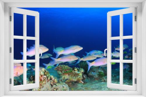 Fototapeta Naklejka Na Ścianę Okno 3D - Coral reef and fish in underwater ocean