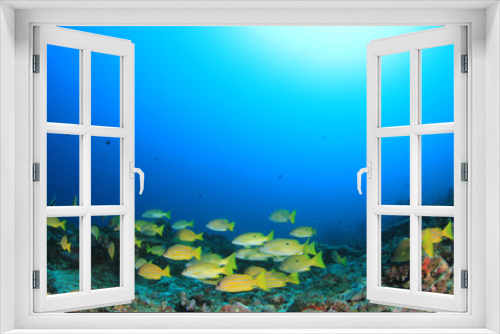 Fototapeta Naklejka Na Ścianę Okno 3D - Snapper fish school underwater