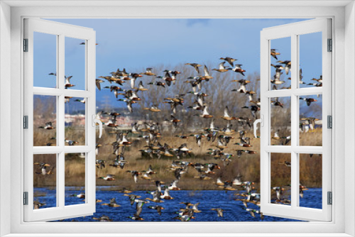Fototapeta Naklejka Na Ścianę Okno 3D - Flock of Northern Shoveler in Flight