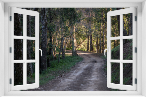 Fototapeta Naklejka Na Ścianę Okno 3D - Rual Road in Pine Tree Forest