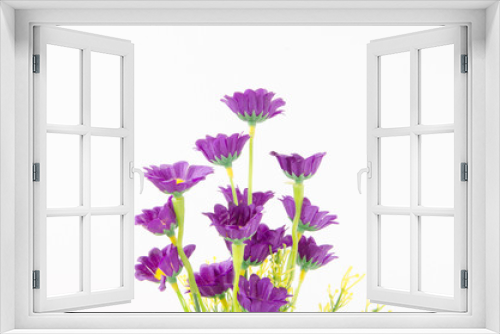Fototapeta Naklejka Na Ścianę Okno 3D - Colorful flower isolated on white background.
