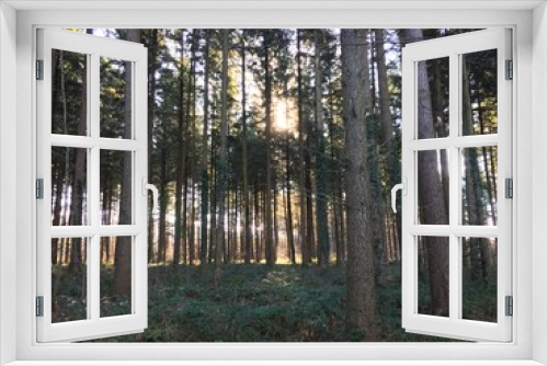 Fototapeta Naklejka Na Ścianę Okno 3D - sunlight through forest trees