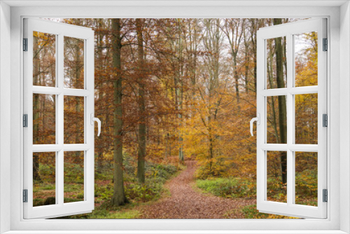Fototapeta Naklejka Na Ścianę Okno 3D - path in autumnal woodland