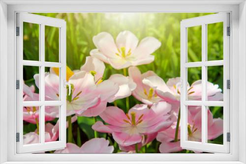 Fototapeta Naklejka Na Ścianę Okno 3D - Pink tulips and sunshine.