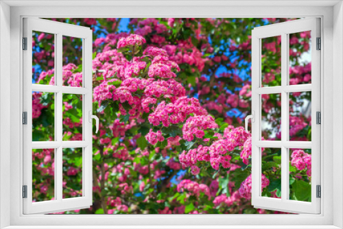 Fototapeta Naklejka Na Ścianę Okno 3D - Pink blooming flowers tree branch spring background.
