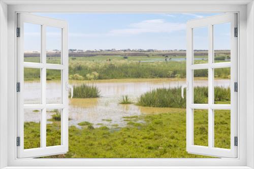 Fototapeta Naklejka Na Ścianę Okno 3D - Cows in a swamp on a farm in Lagoa do Peixe National Park