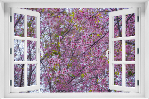 Fototapeta Naklejka Na Ścianę Okno 3D - Pink Sakura flower in thailand, Wild Himalayan Cherry