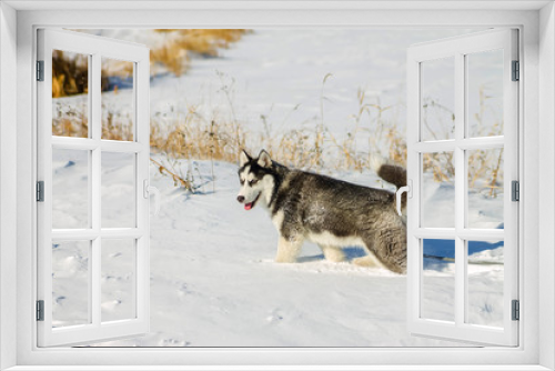 Fototapeta Naklejka Na Ścianę Okno 3D - Husky Puppy fun running on the snow drifts