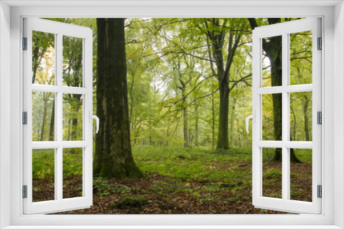 Fototapeta Naklejka Na Ścianę Okno 3D - green woodland