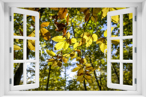 Fototapeta Naklejka Na Ścianę Okno 3D - Beech forest, red beech