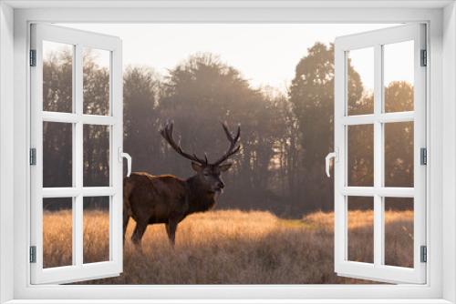 Fototapeta Naklejka Na Ścianę Okno 3D - Red deer in Richmond Park