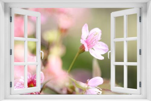 Fototapeta Naklejka Na Ścianę Okno 3D - cherry blossoms , sakura flower in close up