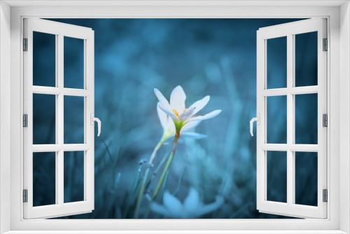 Fototapeta Naklejka Na Ścianę Okno 3D - Two white rain Lily flowers close up shot