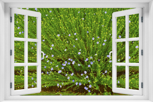 Fototapeta Naklejka Na Ścianę Okno 3D - Rows of flowering flax