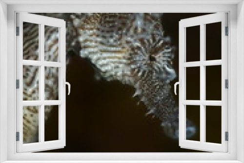 Fototapeta Naklejka Na Ścianę Okno 3D - Seepferdchen