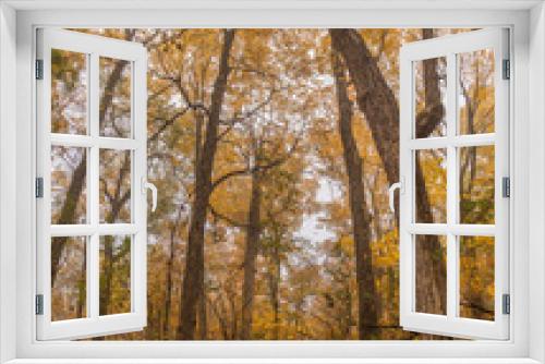 Fototapeta Naklejka Na Ścianę Okno 3D - Trees in a forest in the fall
