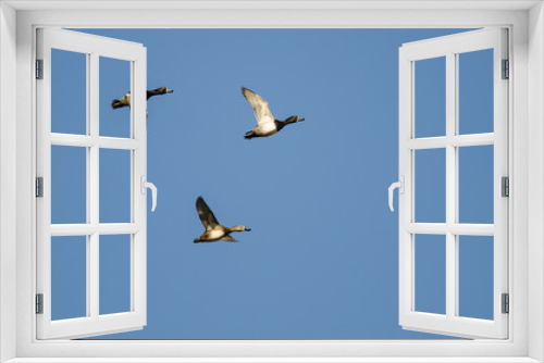 Fototapeta Naklejka Na Ścianę Okno 3D - Three Ring-Necked Ducks Flying in a Blue Sky