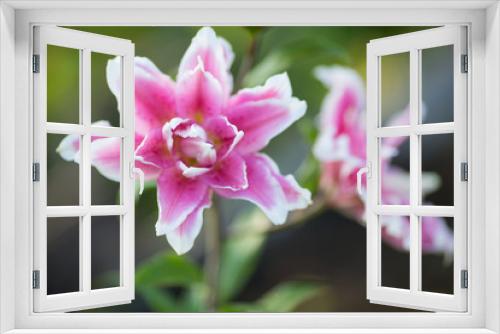 Fototapeta Naklejka Na Ścianę Okno 3D - Lily. Bright summer flowers in the lush garden. Spring card for Mother's Day, March 8, International Women's Day.