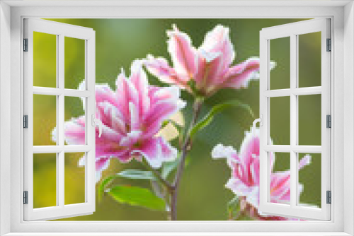 Fototapeta Naklejka Na Ścianę Okno 3D - Lily. Bright summer flowers in the lush garden. Spring card for Mother's Day, March 8, International Women's Day.