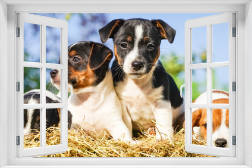 Fototapeta Naklejka Na Ścianę Okno 3D - Vier niedliche Hundewelpen auf einen Strohballen, Breitformat