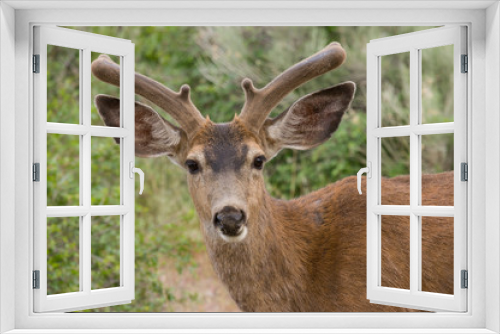 Fototapeta Naklejka Na Ścianę Okno 3D - Deer at Shastina Lake, CA, USA