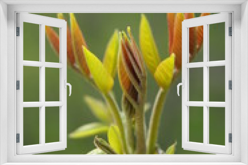 Fototapeta Naklejka Na Ścianę Okno 3D - Orzech włoski