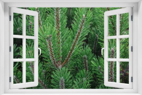 Fototapeta Naklejka Na Ścianę Okno 3D - background of green spruce branches