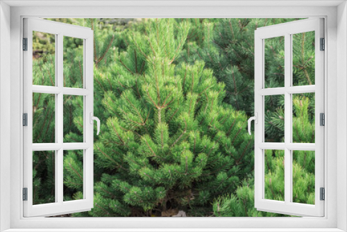Fototapeta Naklejka Na Ścianę Okno 3D - Young green fir tree in a park