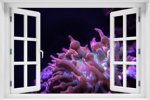 Fototapeta Naklejka Na Ścianę Okno 3D - Blasenanemone, Entacmaea quadricolor, Kupferanemone