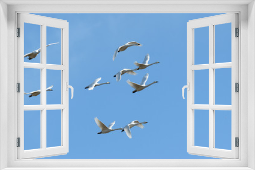 Fototapeta Naklejka Na Ścianę Okno 3D - 飛ぶ白鳥達