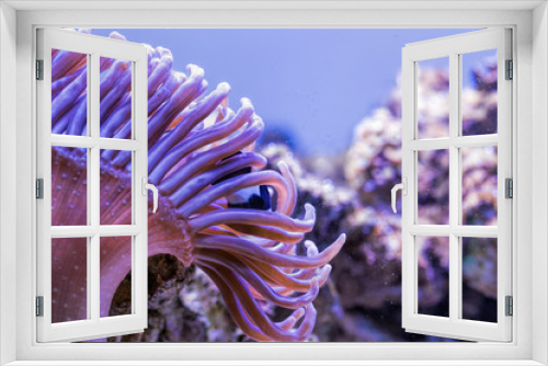 Fototapeta Naklejka Na Ścianę Okno 3D - Red purple sea anemone