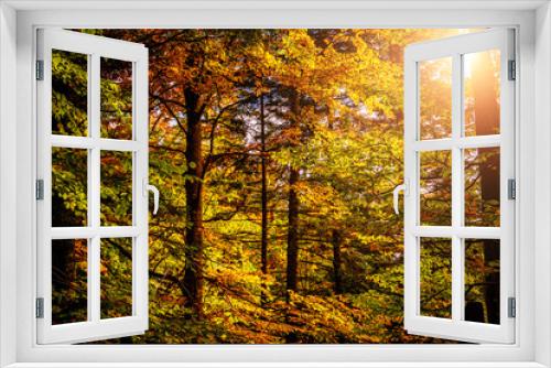 Fototapeta Naklejka Na Ścianę Okno 3D - Wonderful autumn landscape. tall trees on hillside with yellow and red foliage in autumn forest on sunny day. soft light effect. autumn nature background
