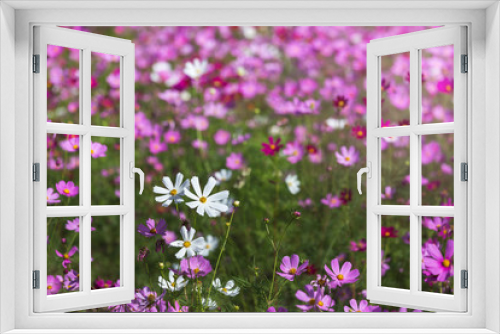 Fototapeta Naklejka Na Ścianę Okno 3D - close up white and pink cosmos flowers blooming in the meadow