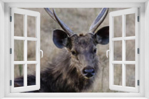 Fototapeta Naklejka Na Ścianę Okno 3D - Close up of male Sambar deer, Bandhavghar National Park, India