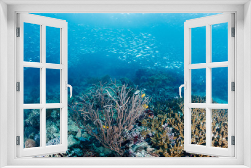 Fototapeta Naklejka Na Ścianę Okno 3D - School of Sardines swim over a tropical coral reef on a dark afternoon