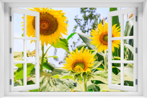 Fototapeta Naklejka Na Ścianę Okno 3D - Sunflower flowers bloom in the summer