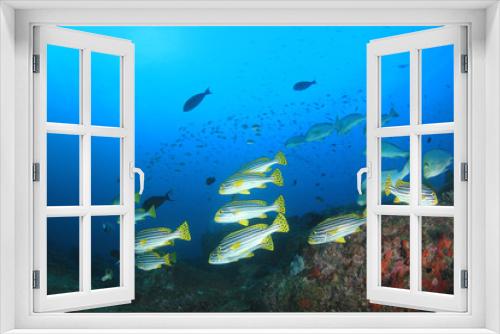 Fototapeta Naklejka Na Ścianę Okno 3D - Coral reef and tropical sea fish underwater in ocean