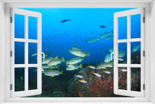 Fototapeta Naklejka Na Ścianę Okno 3D - Coral reef and tropical sea fish underwater in ocean