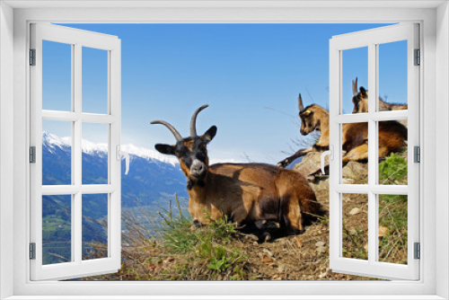 Fototapeta Naklejka Na Ścianę Okno 3D - Bergziege / Südtirol 1